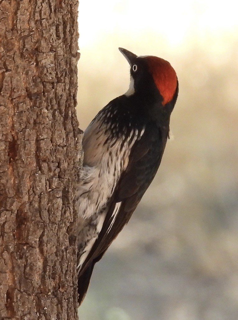 Acorn Woodpecker - ML620288594