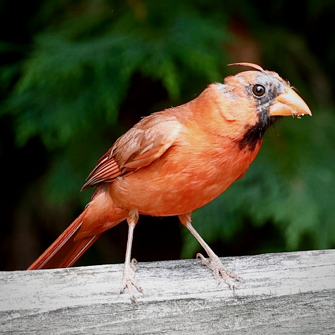 Northern Cardinal - ML620288599