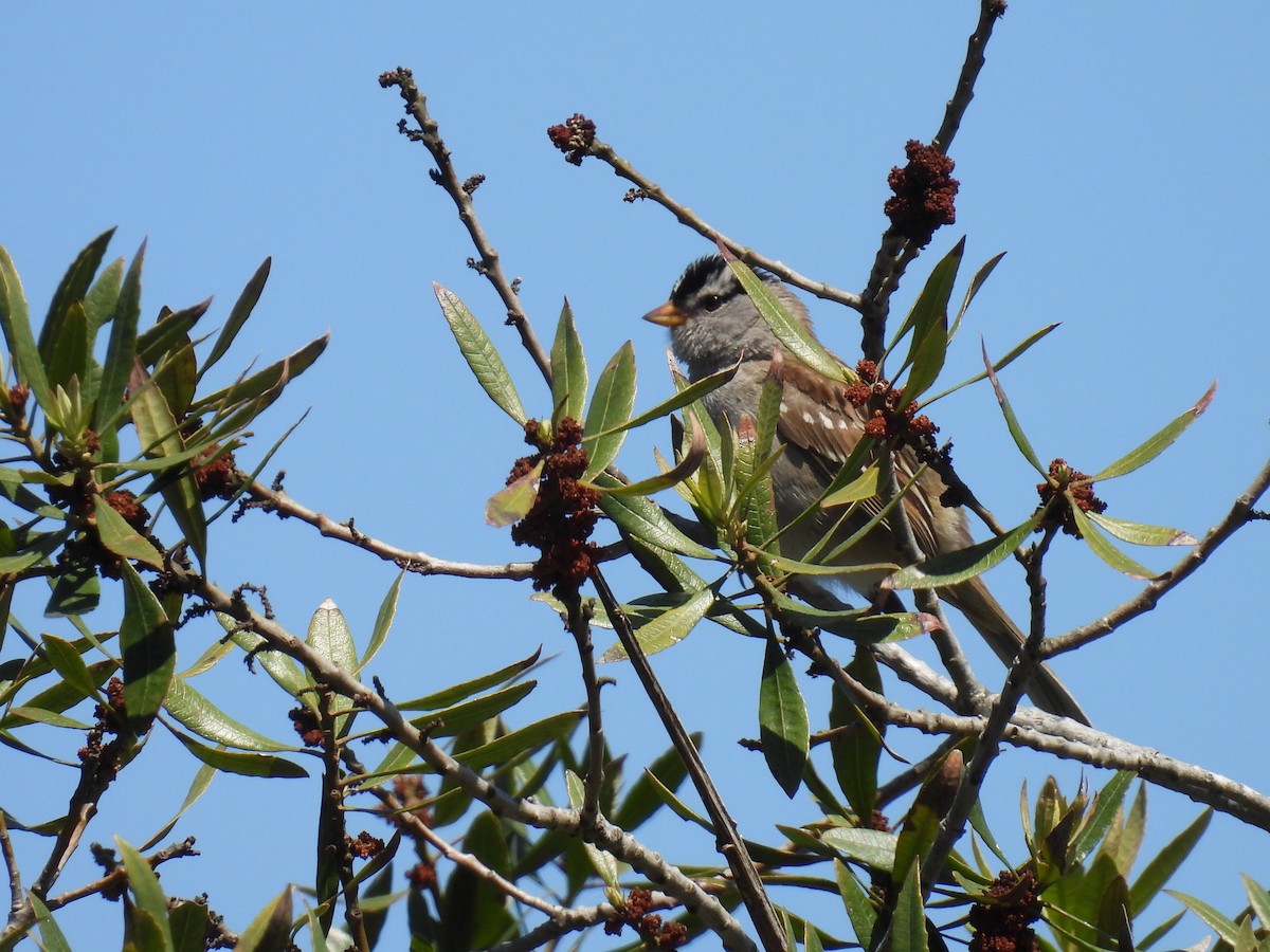 White-crowned Sparrow - ML620288601