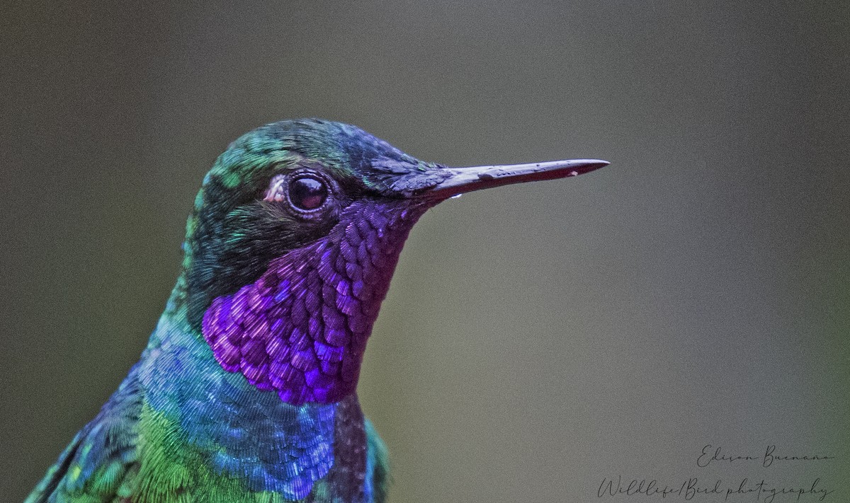 Purple-throated Sunangel - ML620288604