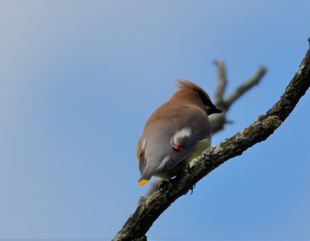 Cedar Waxwing - ML620288607