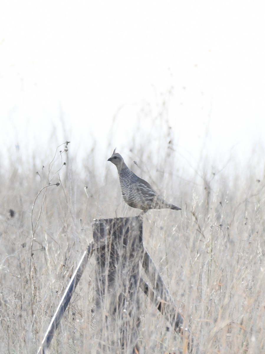 Scaled Quail - ML620288608