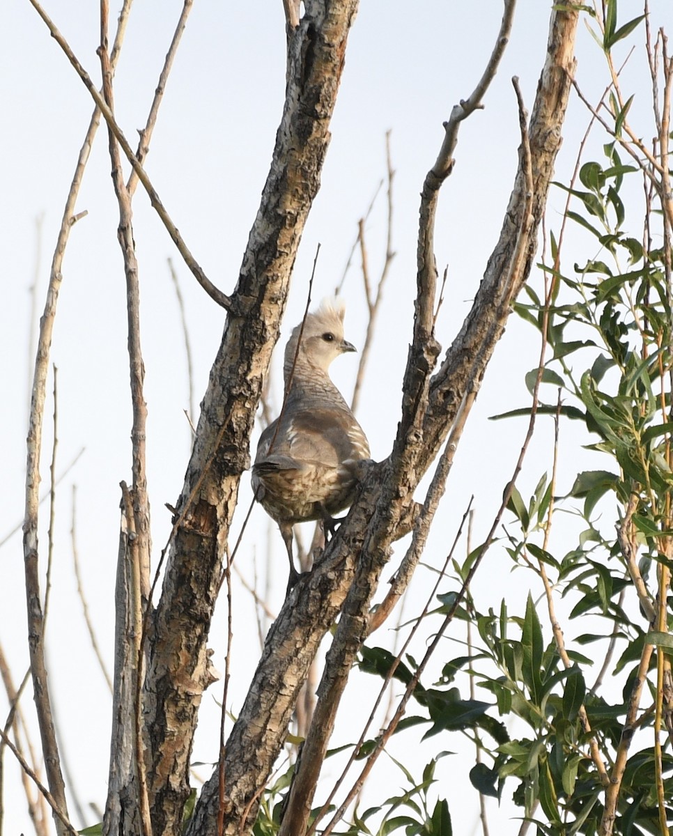 Scaled Quail - Josh Bruening