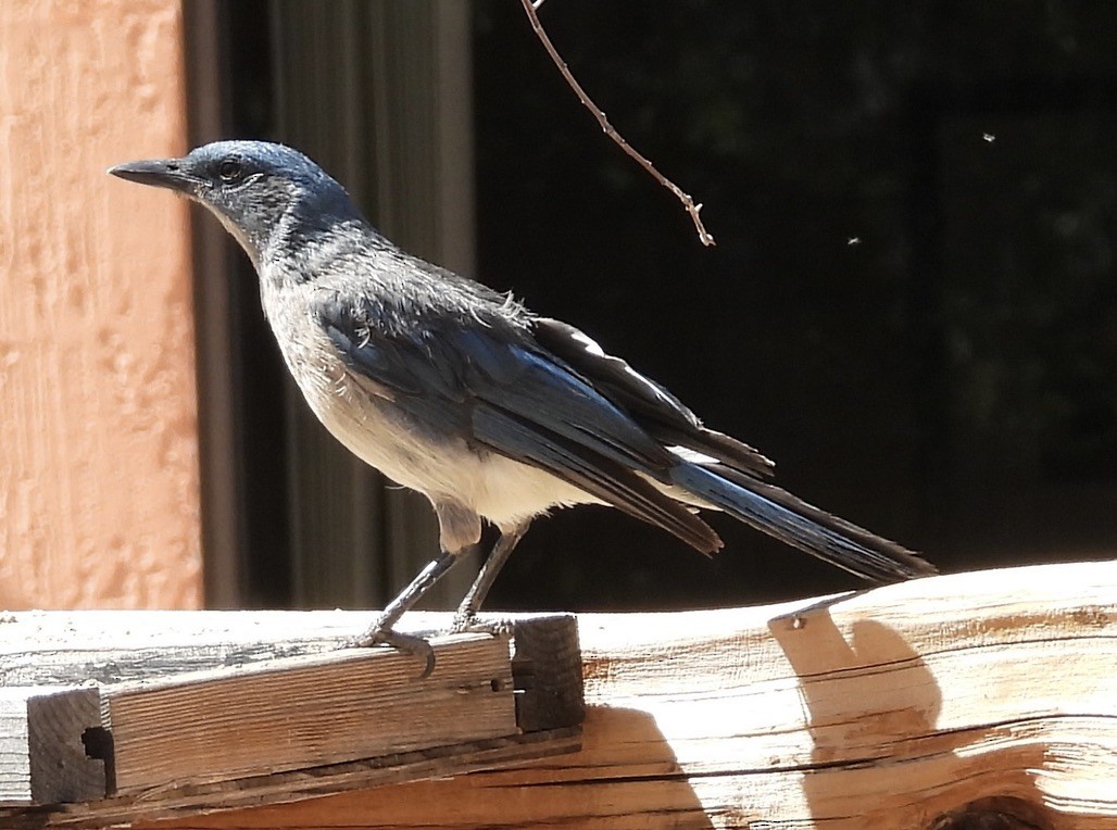 Mexican Jay - ML620288610