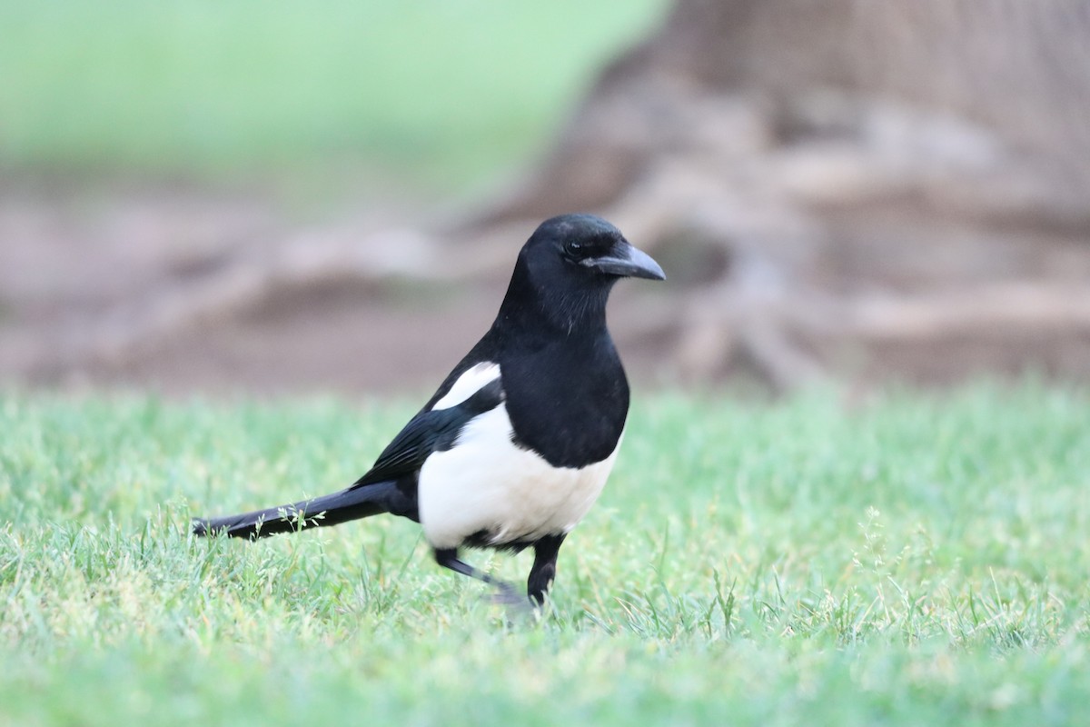 Black-billed Magpie - ML620288615