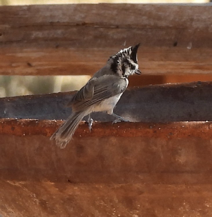 Bridled Titmouse - ML620288617