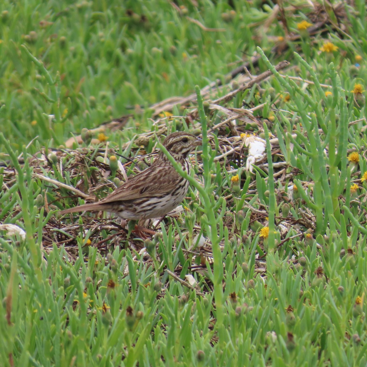 Savannah Sparrow - ML620288621