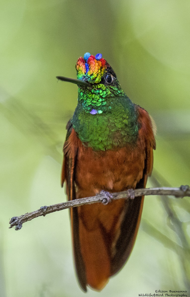 Rainbow Starfrontlet - ML620288622