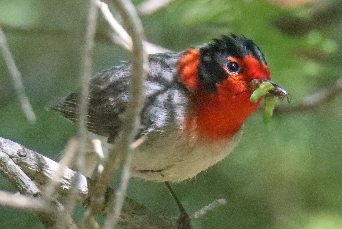 Red-faced Warbler - Ryan Mahon