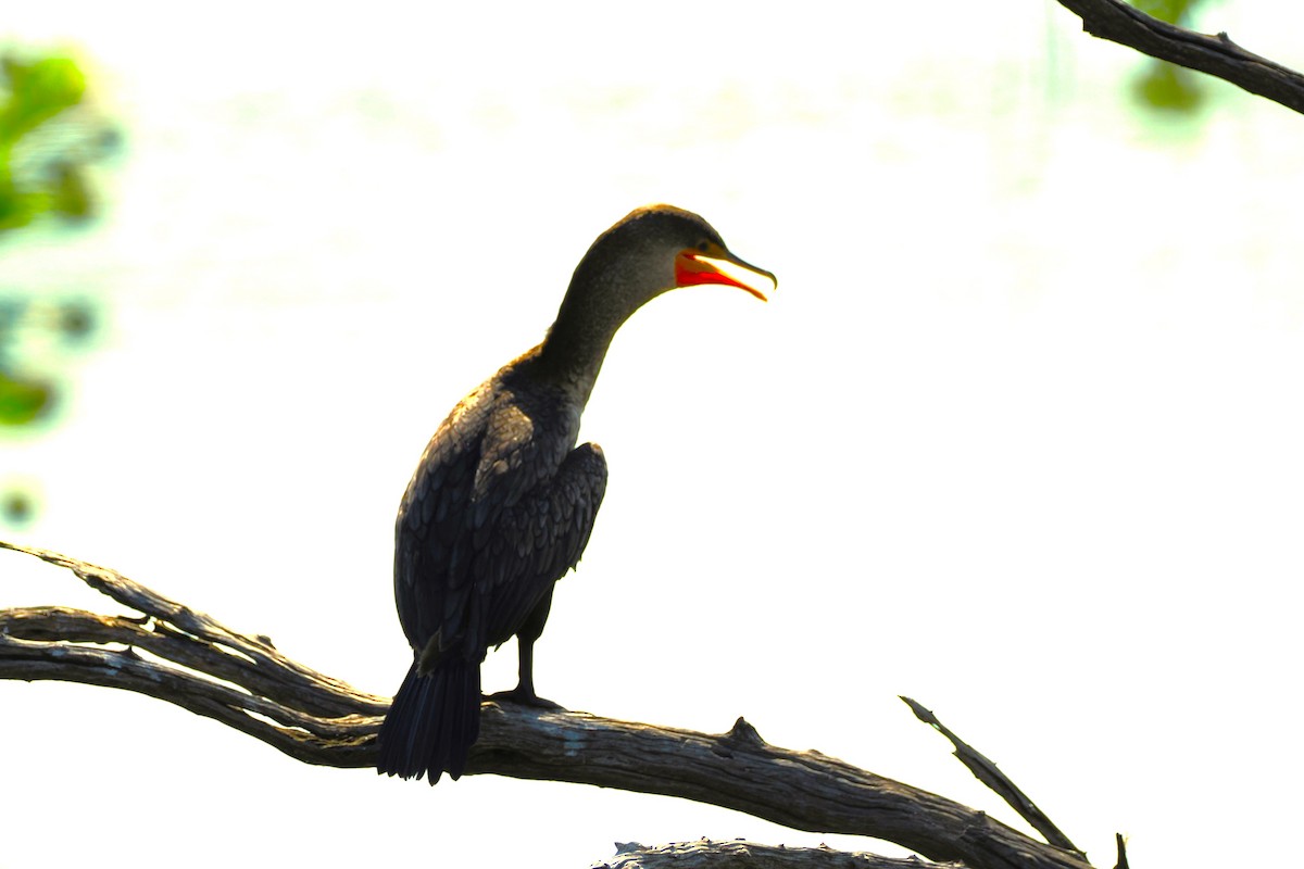 Neotropic Cormorant - ML620288626