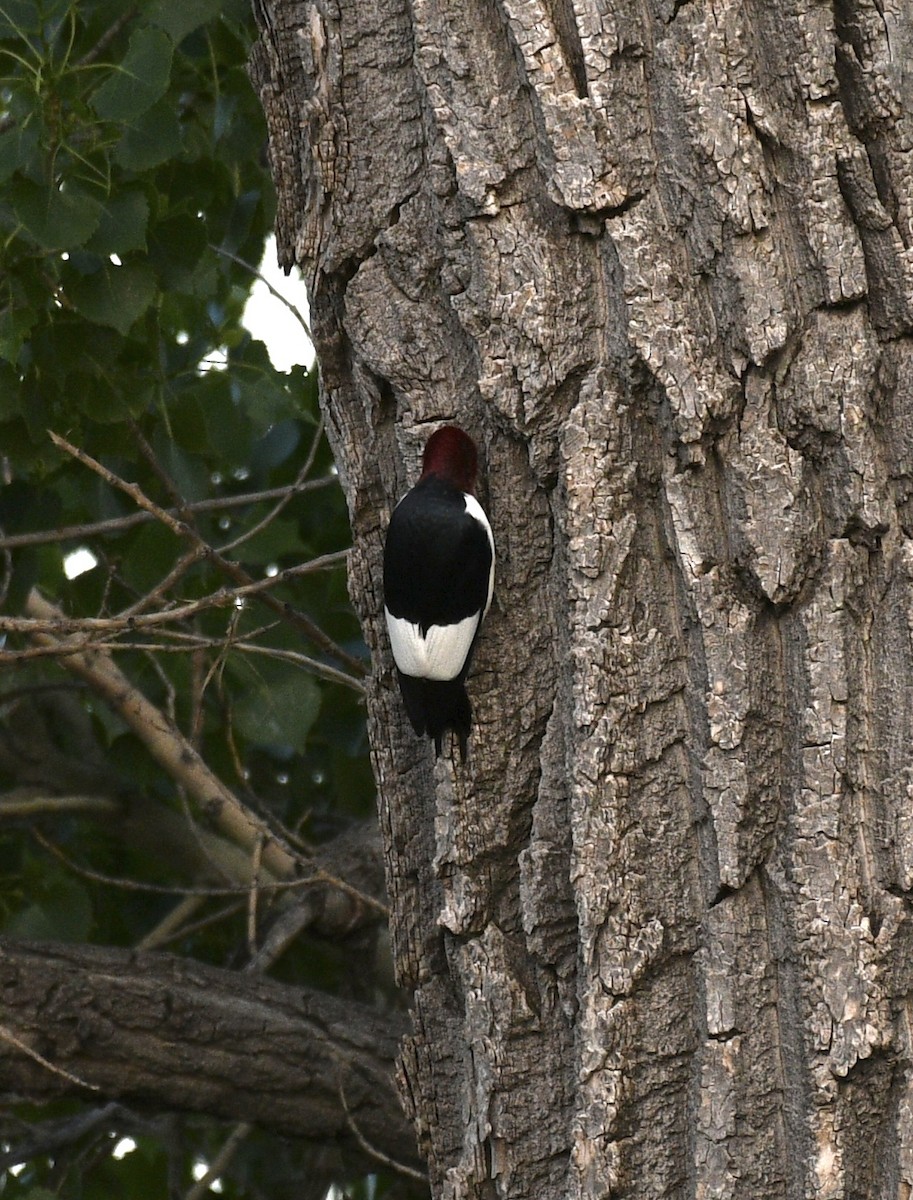 Red-headed Woodpecker - ML620288627