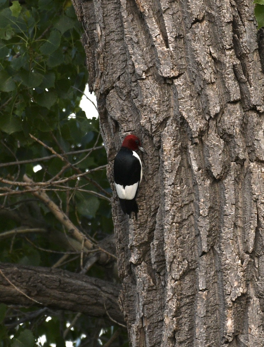 Red-headed Woodpecker - ML620288628