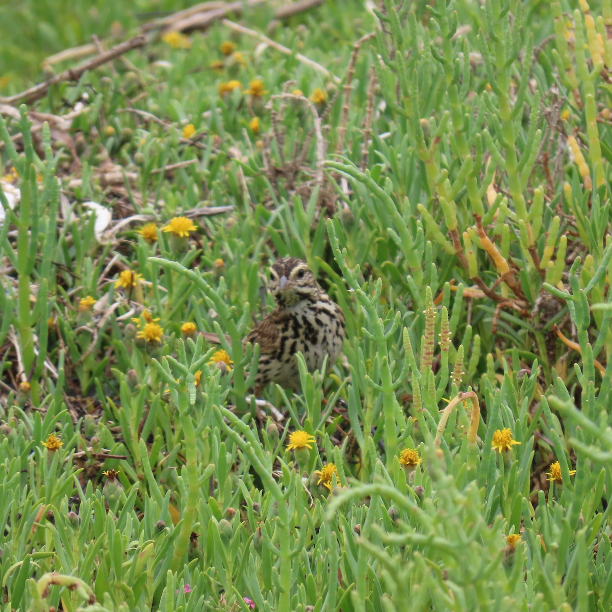 Savannah Sparrow - ML620288629