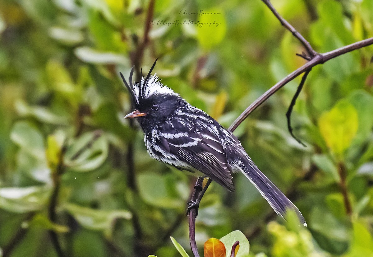 クロカンムリカラタイランチョウ - ML620288633