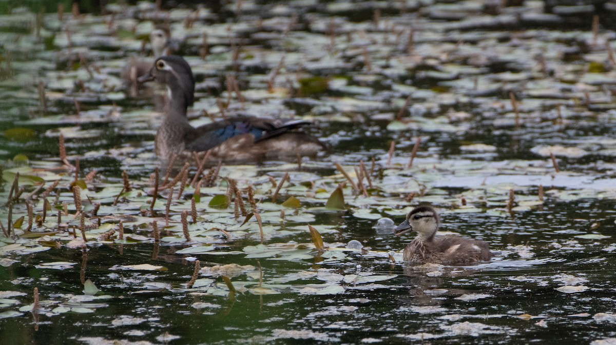 Wood Duck - ML620288634