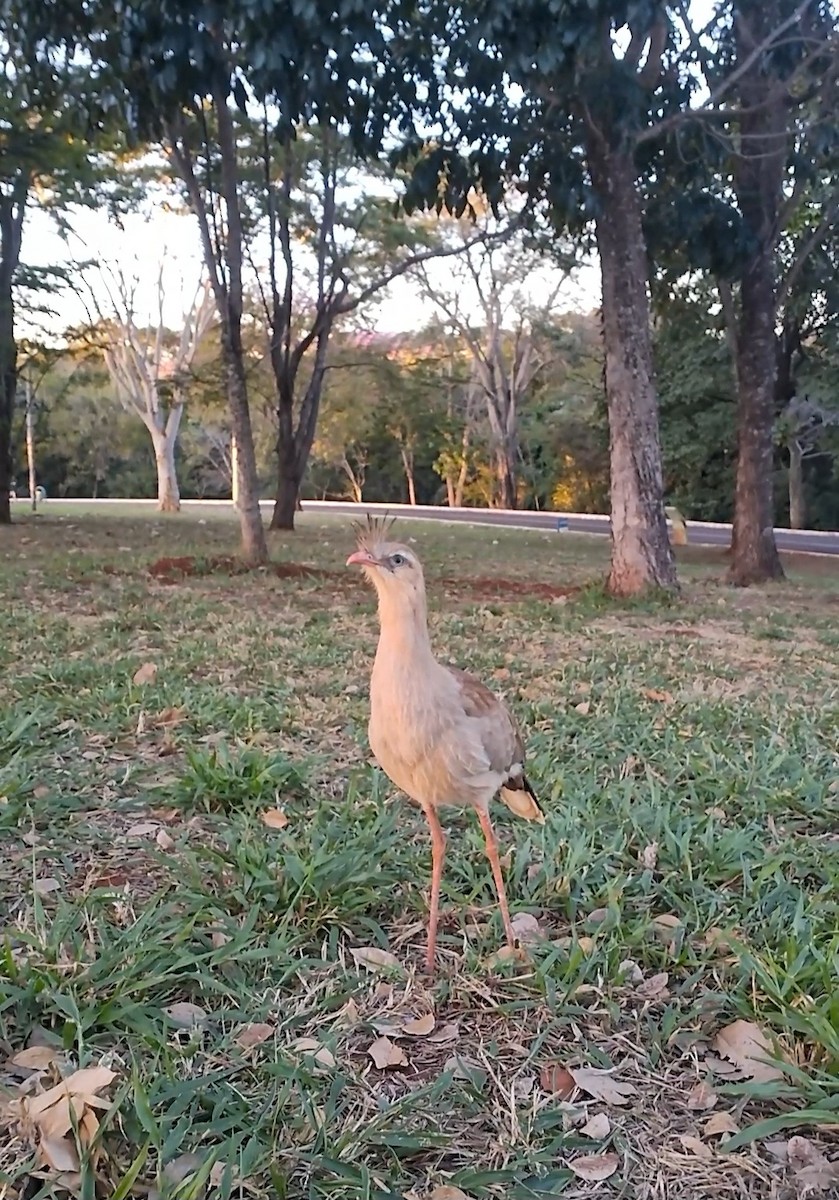 Red-legged Seriema - ML620288640