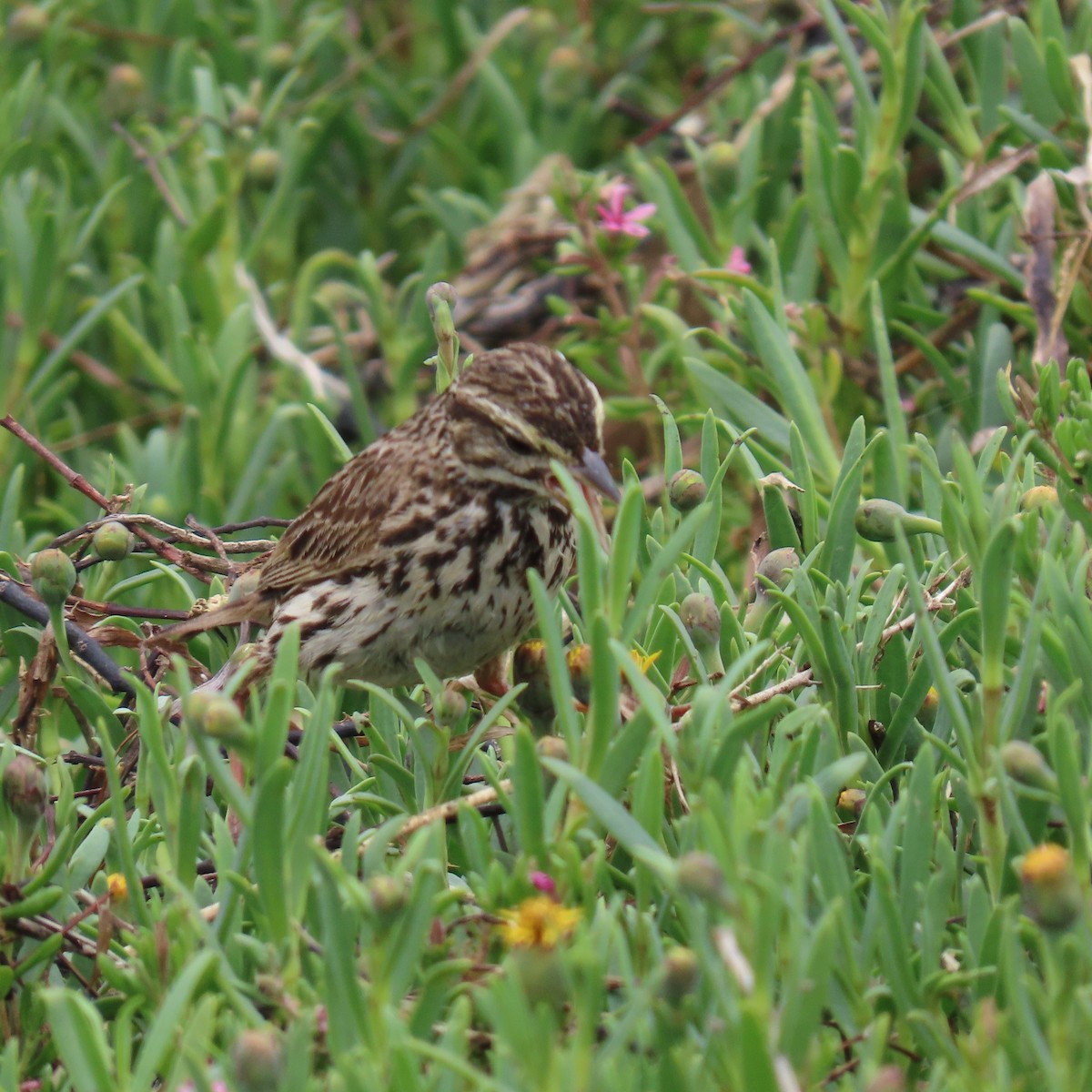 Savannah Sparrow - ML620288641