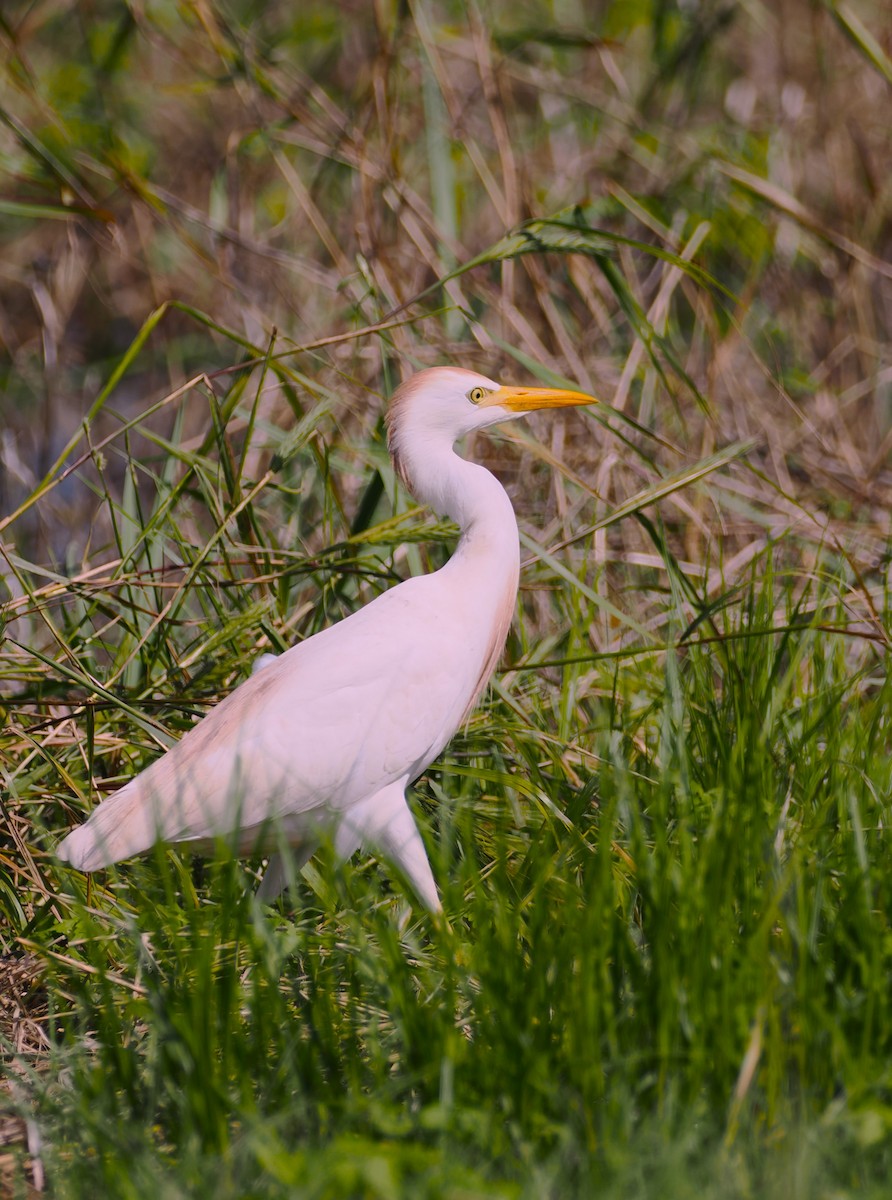 Western Cattle Egret - ML620288643