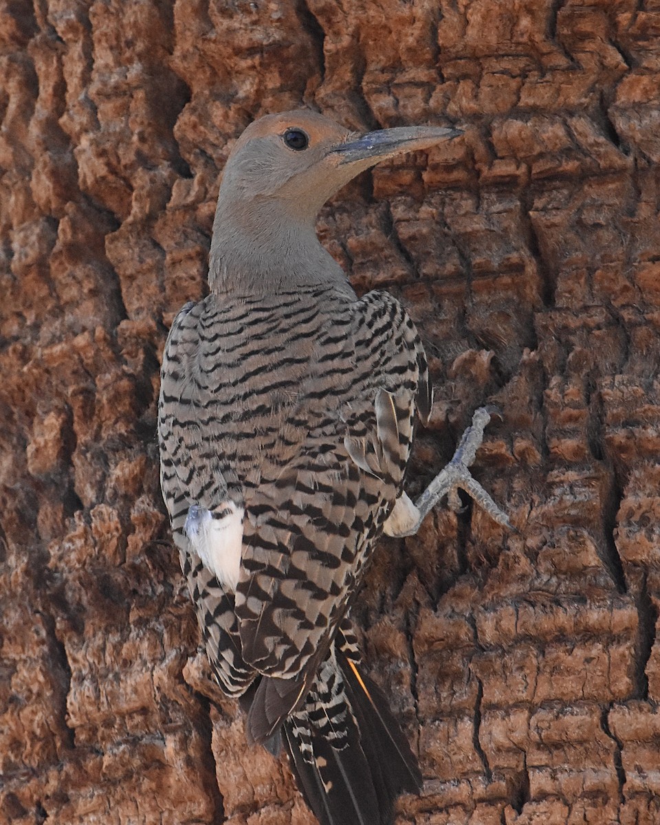 Gilded Flicker - ML620288644