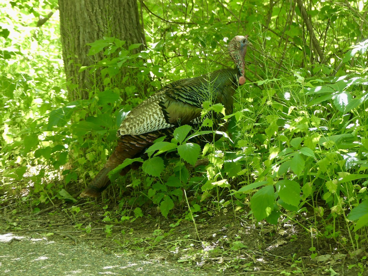 Wild Turkey - ML620288646