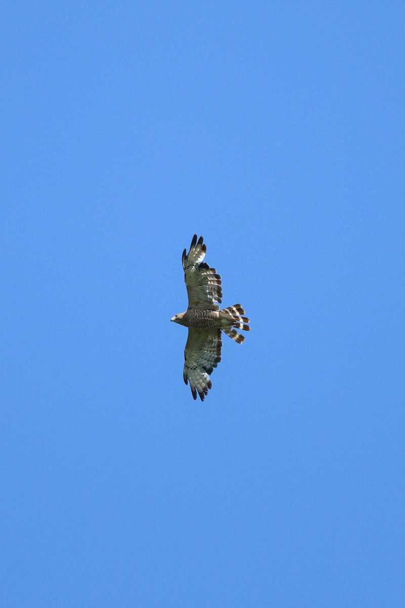 Broad-winged Hawk - ML620288649