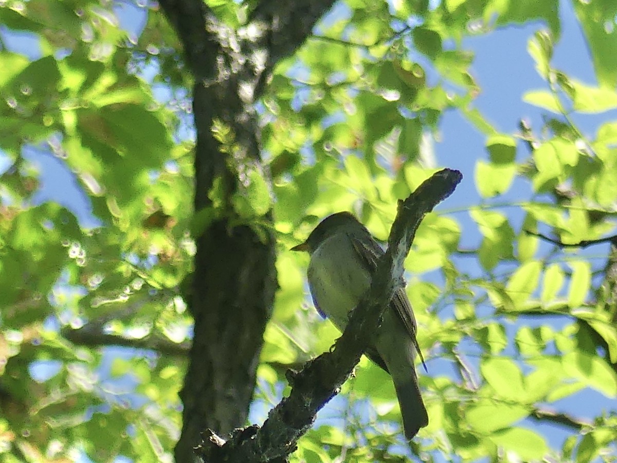 Eastern Wood-Pewee - ML620288653