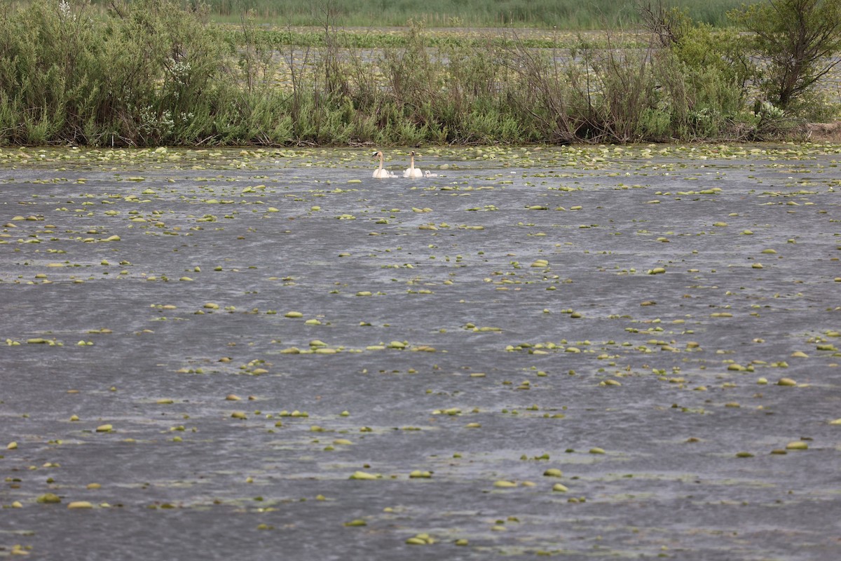 Trumpeter Swan - ML620288661