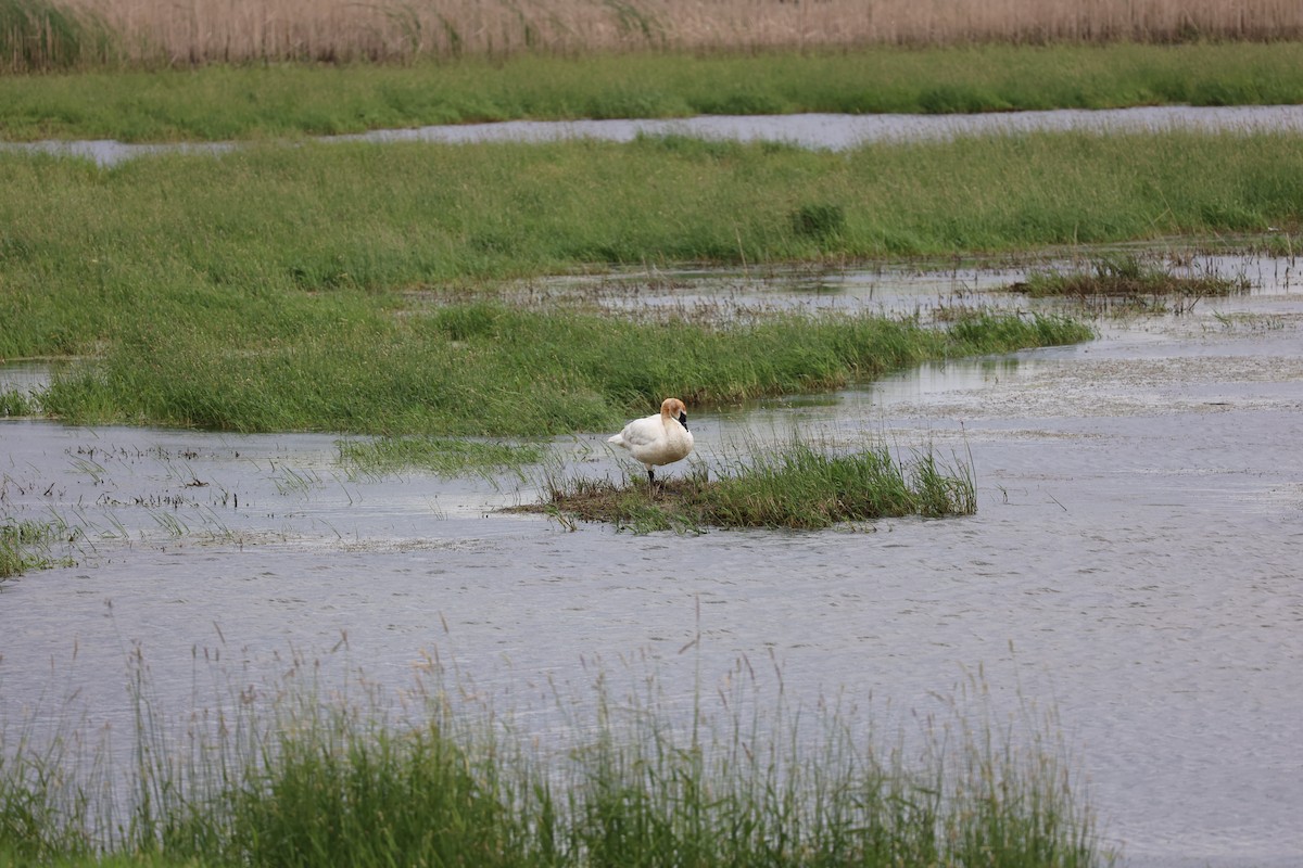 Trumpeter Swan - ML620288662