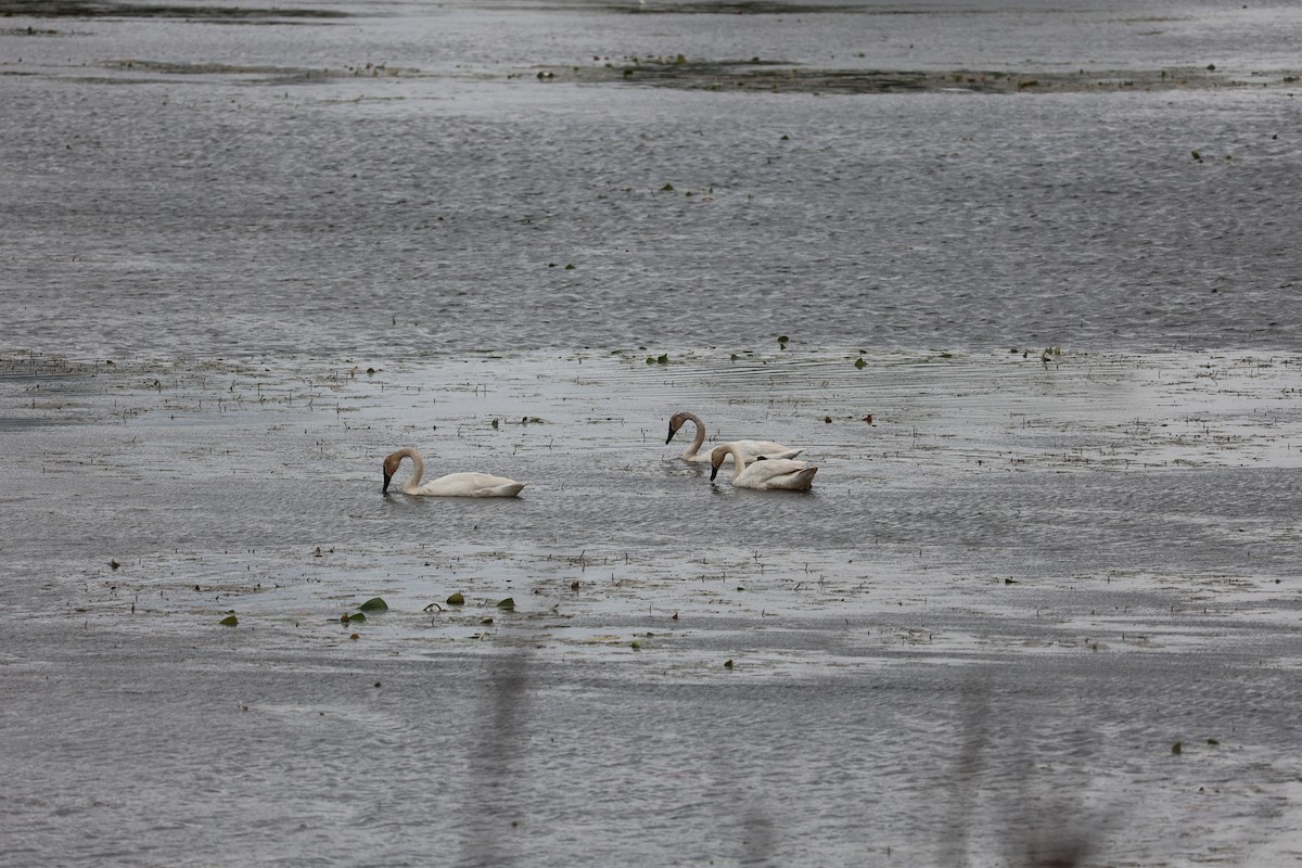 Trumpeter Swan - ML620288663