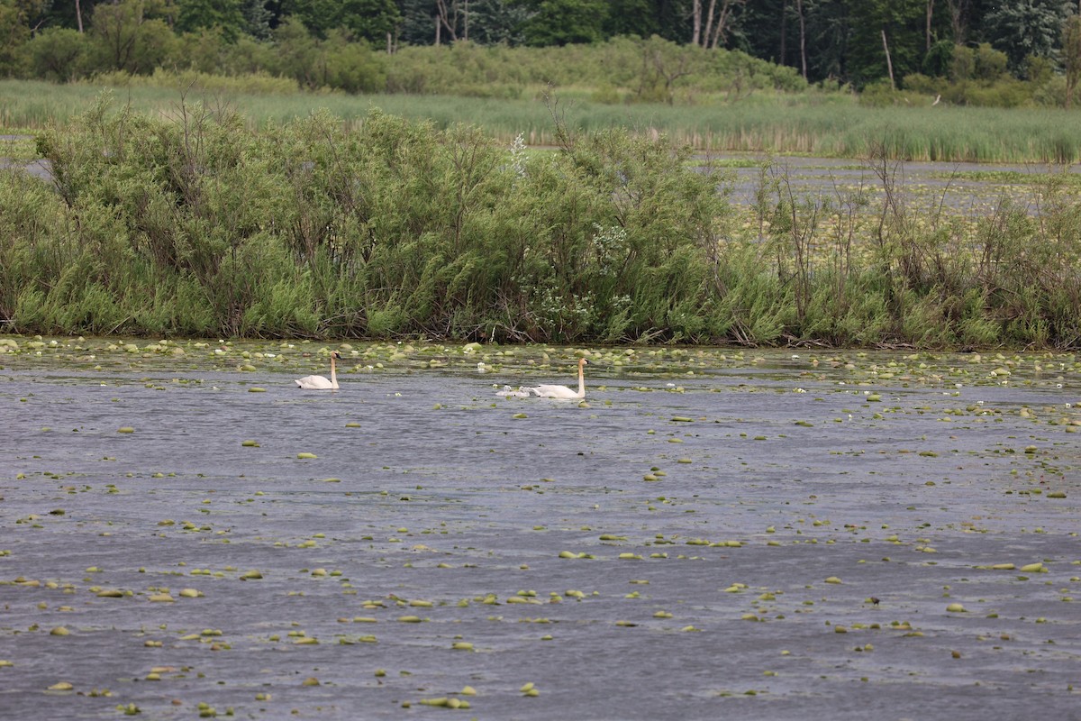 Trumpeter Swan - ML620288664