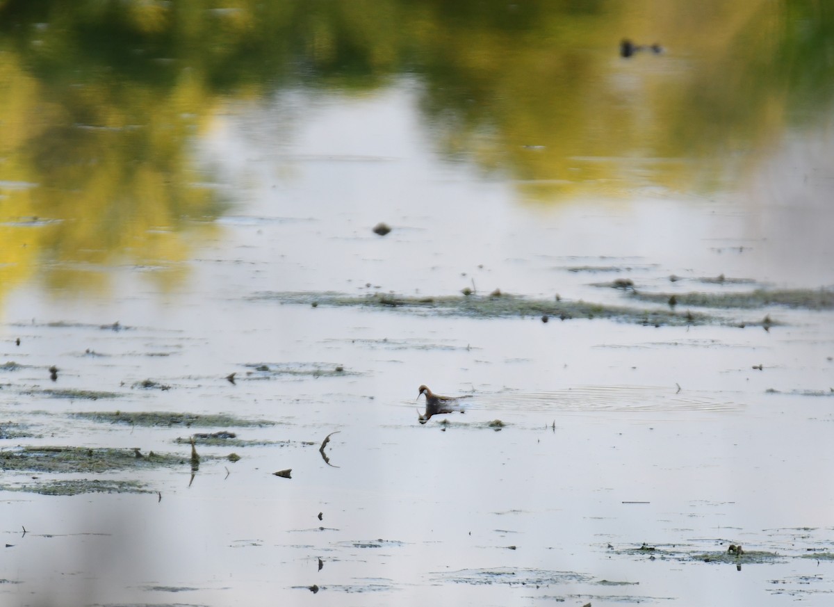 Red-necked Phalarope - ML620288669