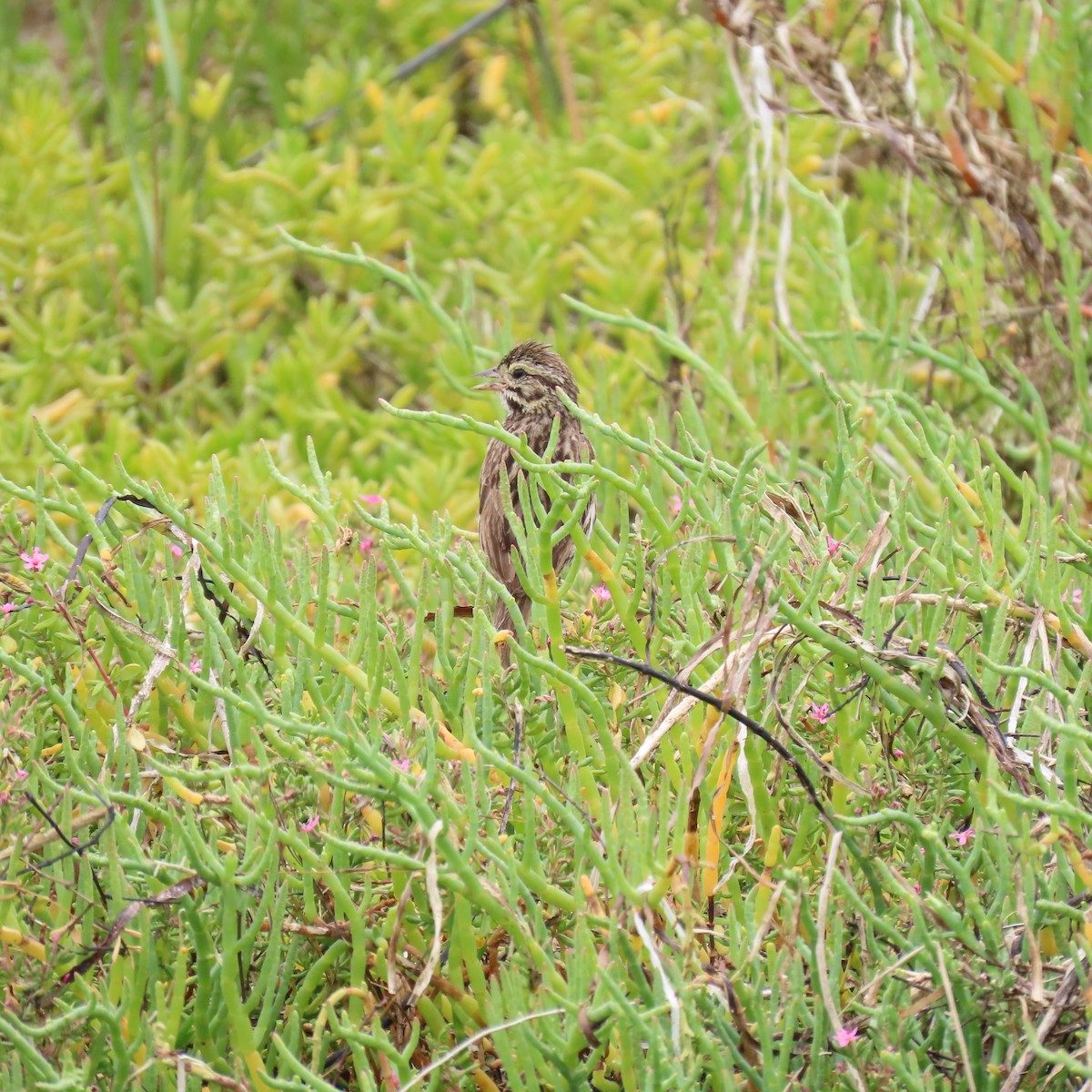 Savannah Sparrow - ML620288681