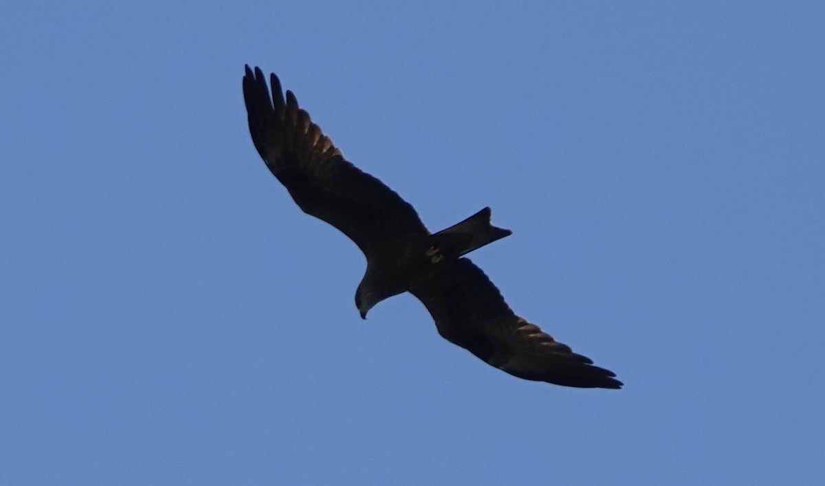 Black Kite (Black) - ML620288682