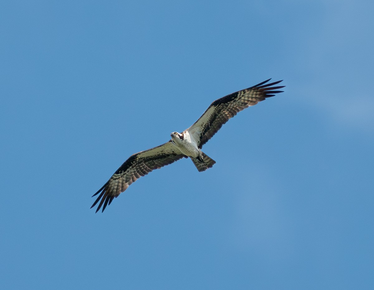 Águila Pescadora - ML620288683