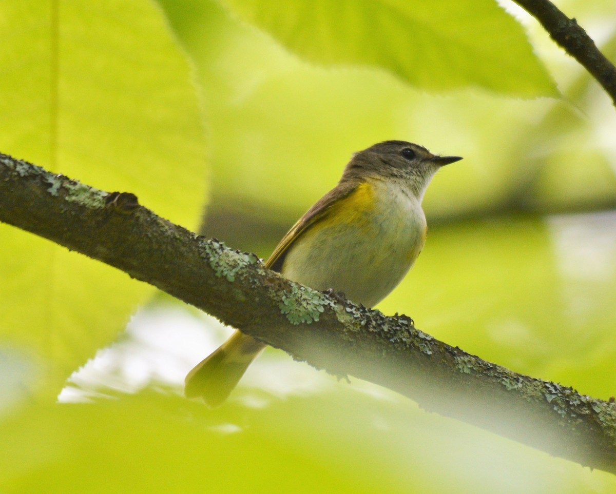 American Redstart - ML620288690