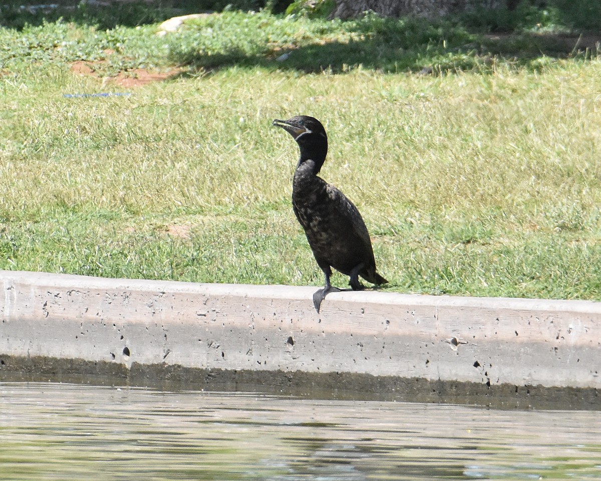 Neotropic Cormorant - ML620288691