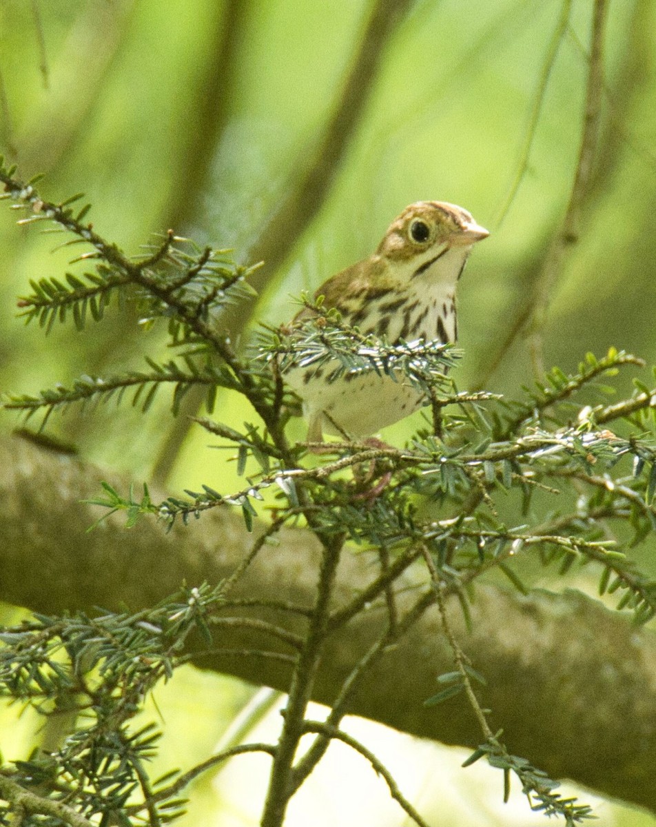 Ovenbird - ML620288696