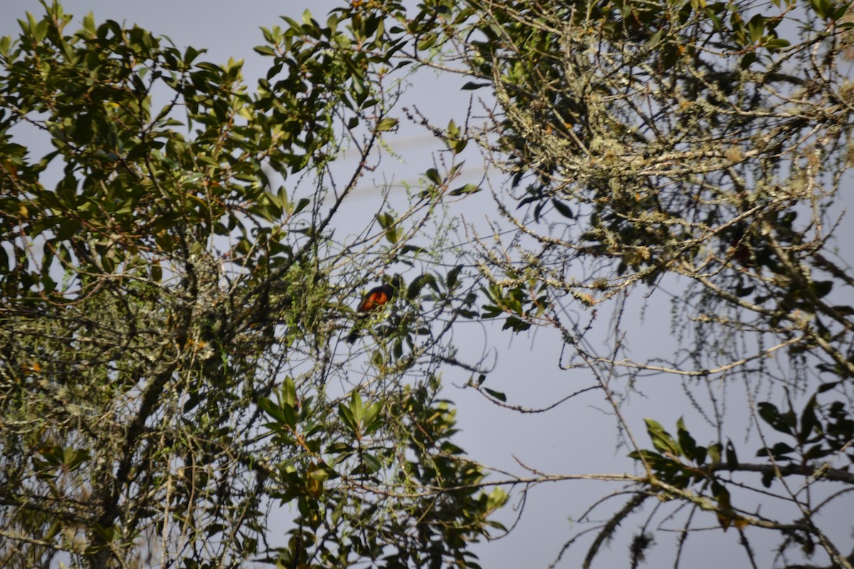 Tangara Ventriescarlata - ML620288698