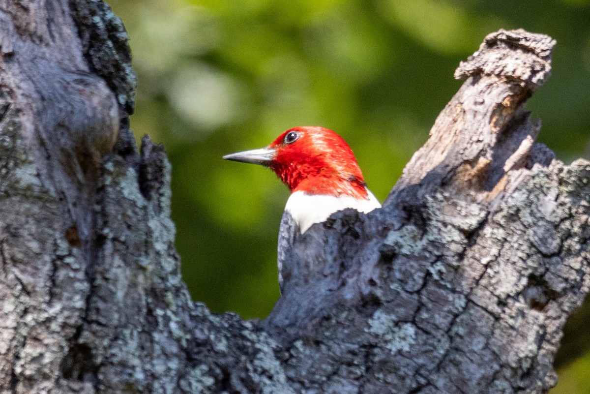 Red-headed Woodpecker - ML620288707