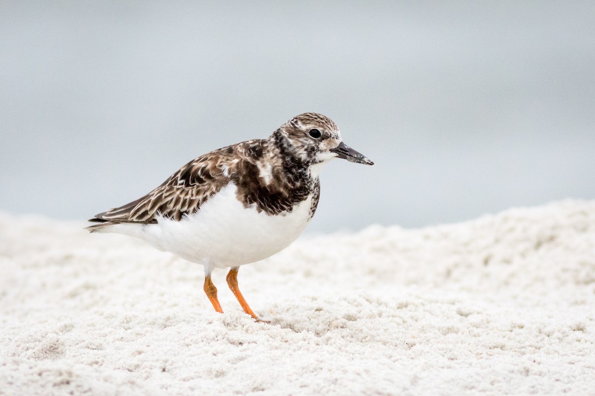 Ruddy Turnstone - ML620288708