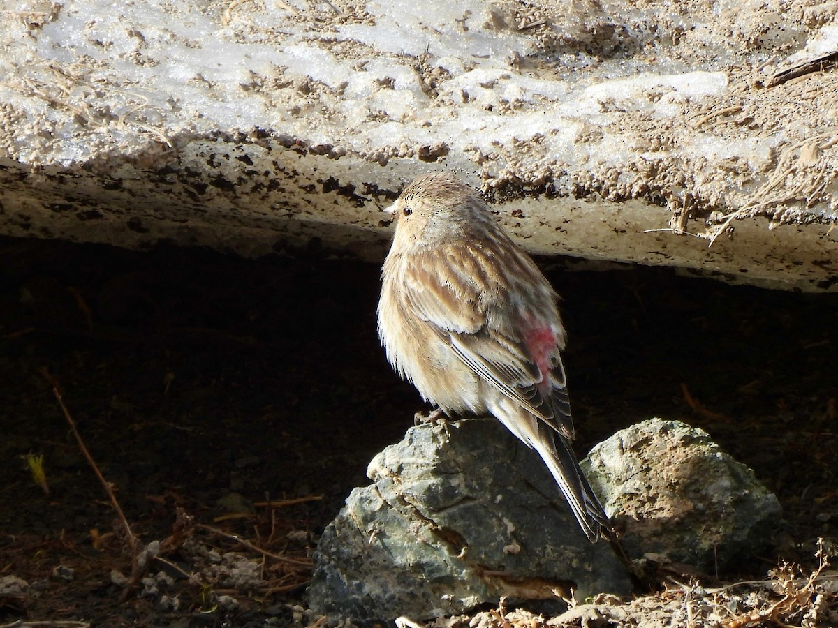 Himalayan Beautiful Rosefinch - Shelley Rutkin