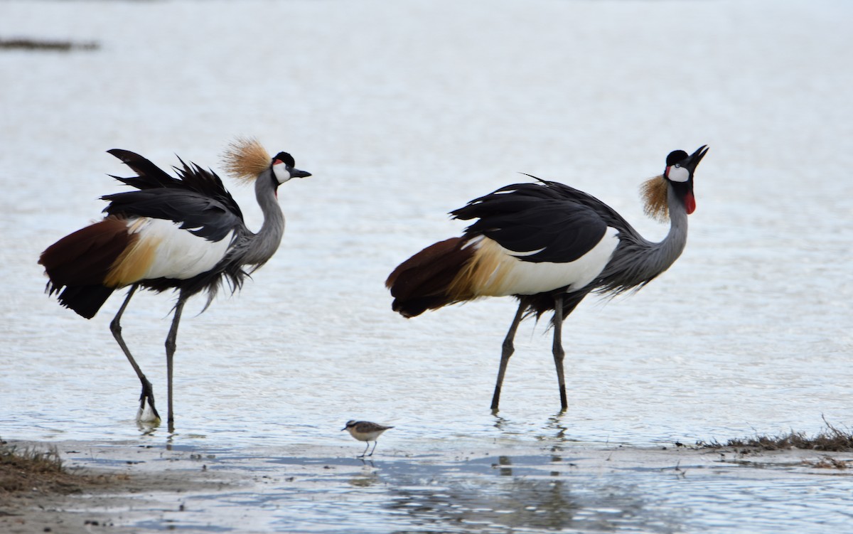 Gray Crowned-Crane - ML62028871