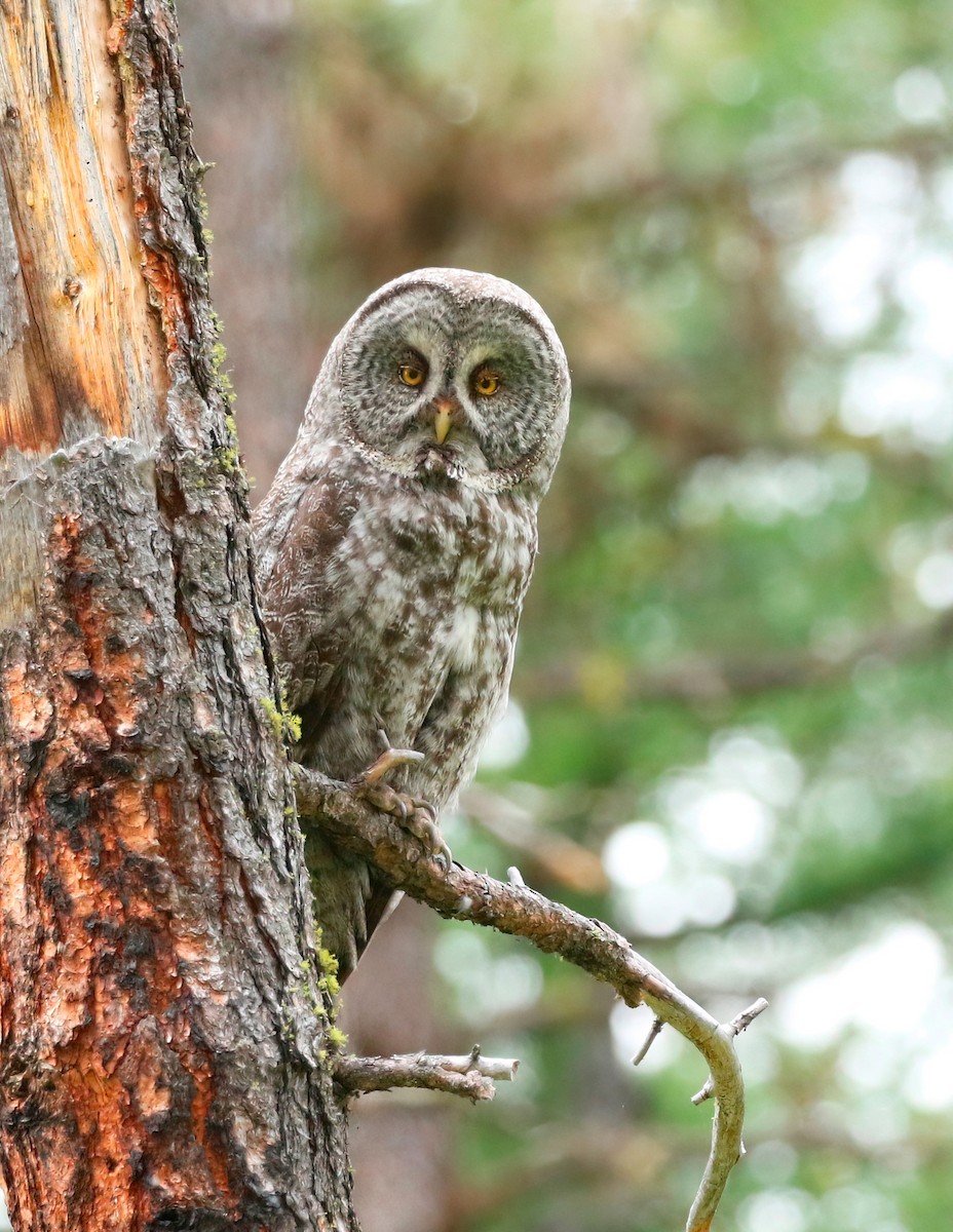 Great Gray Owl - ML620288714