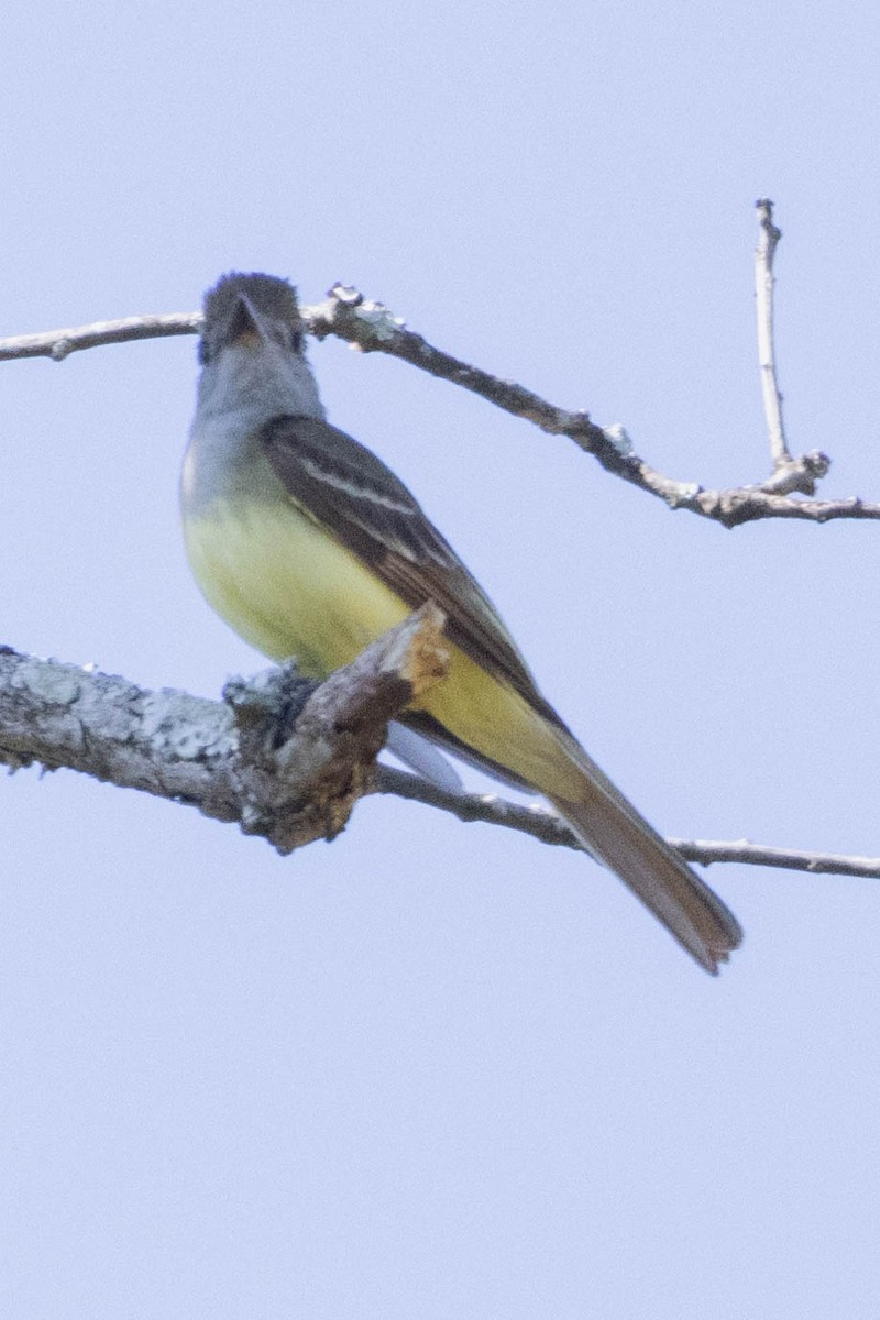 Great Crested Flycatcher - ML620288715