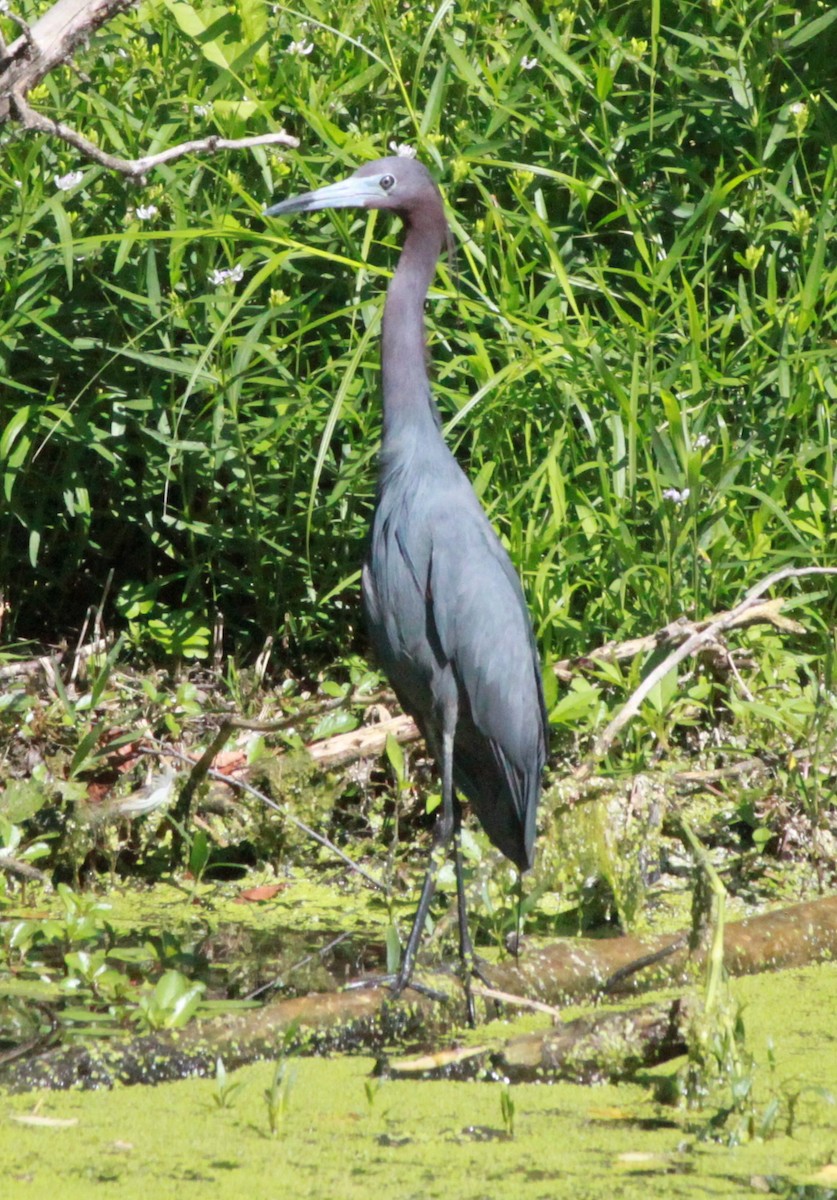 Little Blue Heron - ML620288716