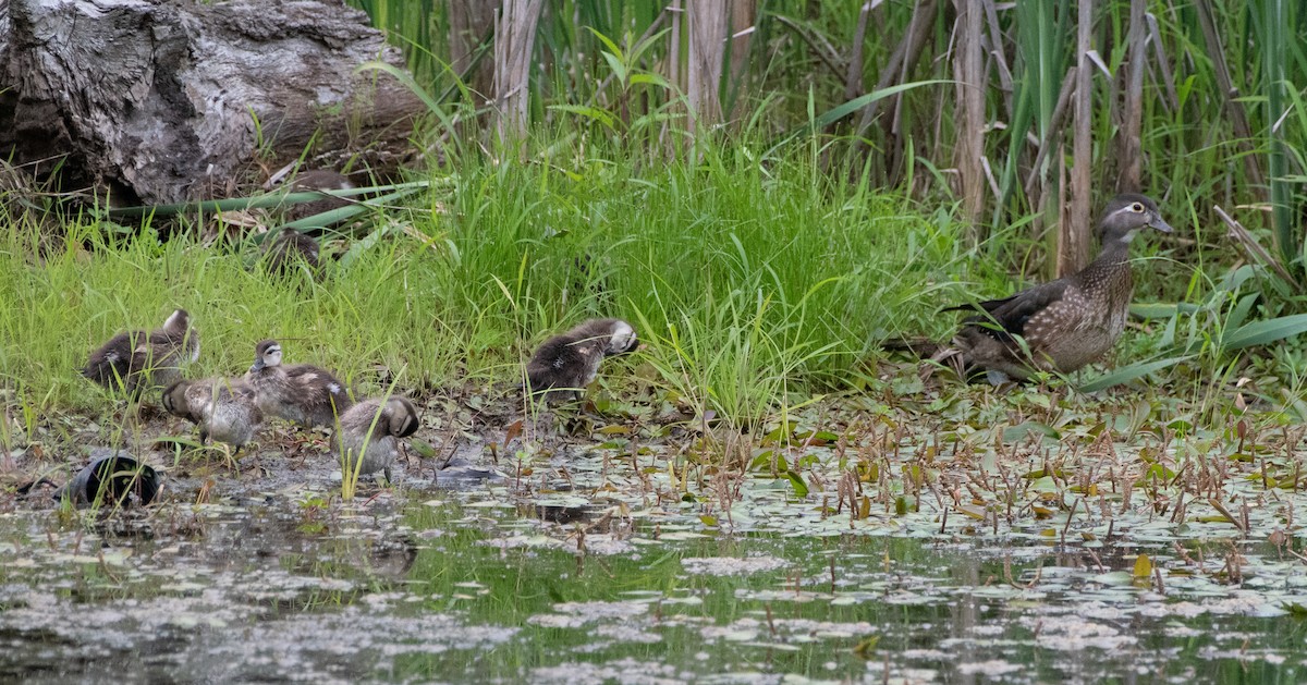 Wood Duck - ML620288719