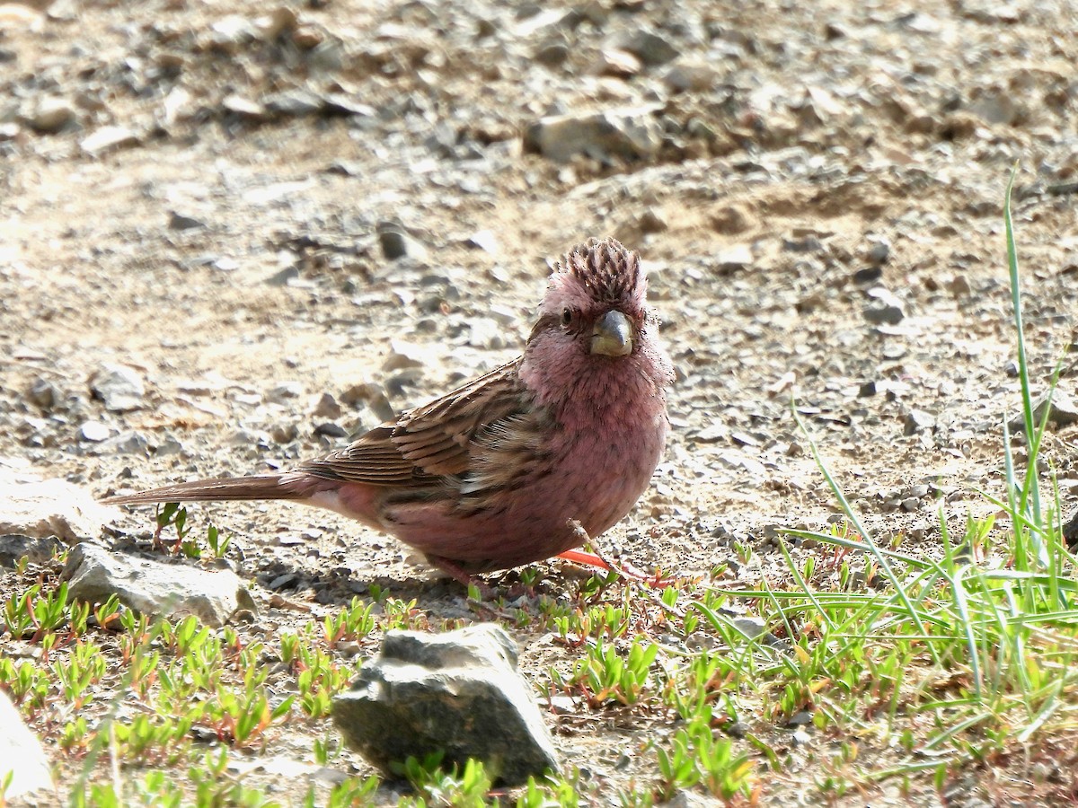 Himalayan Beautiful Rosefinch - ML620288720