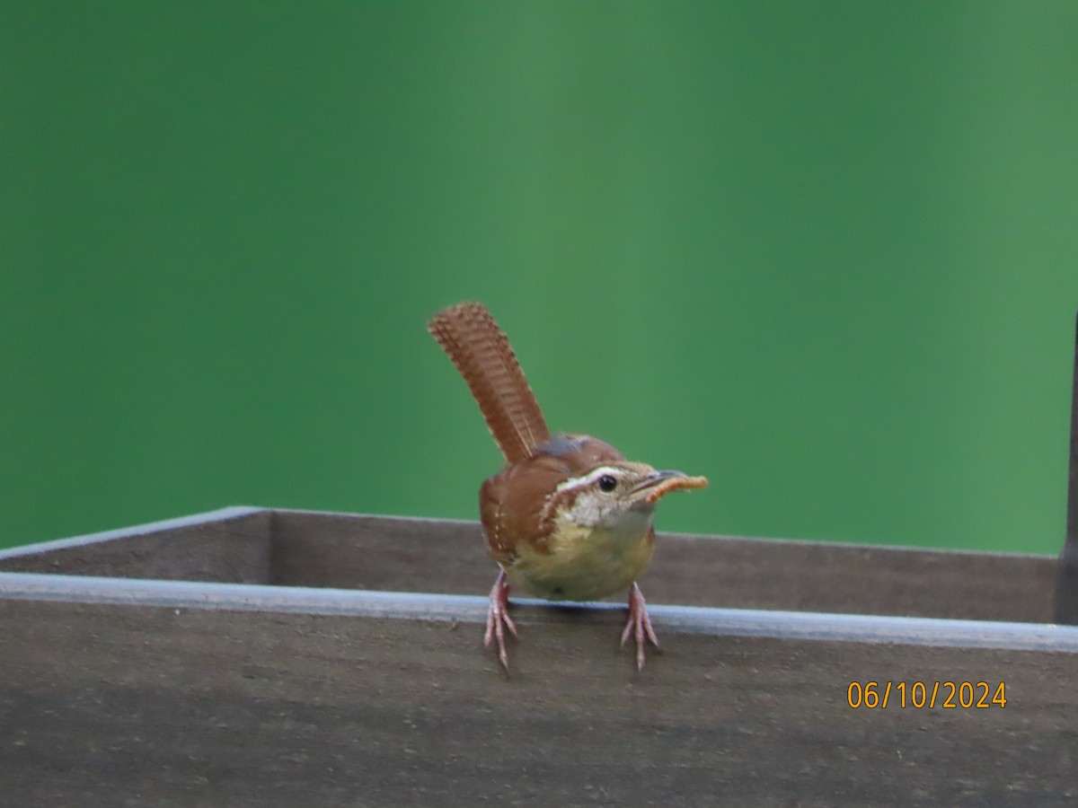 Carolina Wren - ML620288737