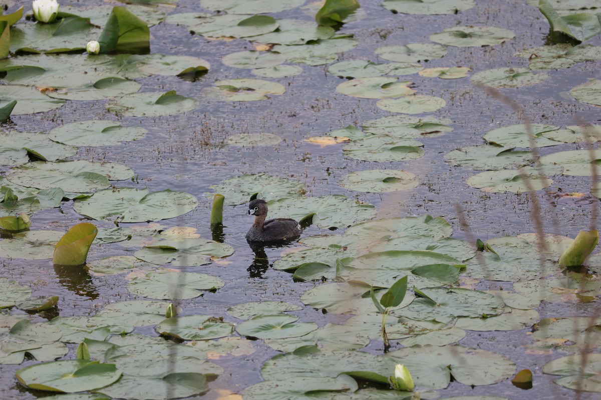 Pied-billed Grebe - ML620288741