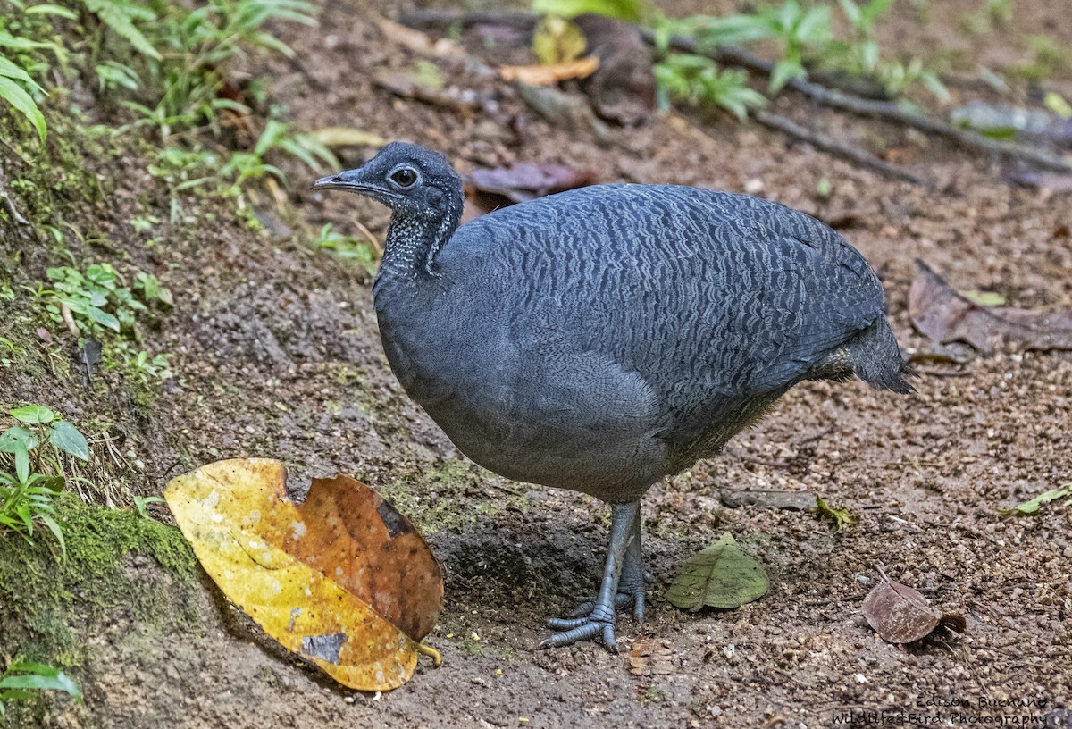 Gray Tinamou - ML620288742